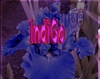 indigo